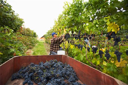 farm workers grapes - Farmer in Vineyard Stock Photo - Rights-Managed, Code: 700-01764855