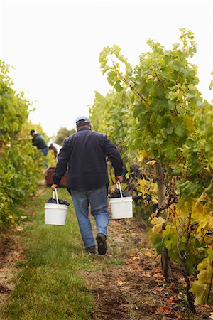 farmer canada - Farmers in Vineyard Stock Photo - Rights-Managed, Code: 700-01764859