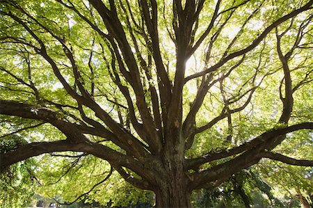 Elm Tree, Hagley Park, Christchurch, New Zealand Fotografie stock - Rights-Managed, Codice: 700-01765134