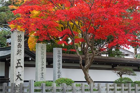 Japanese Maple in Autumn, Koyasan, Japan Foto de stock - Con derechos protegidos, Código: 700-01788053