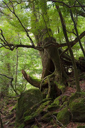 simsearch:700-02973219,k - Sugi Tree, Yakushima, Japan Fotografie stock - Rights-Managed, Codice: 700-01788101