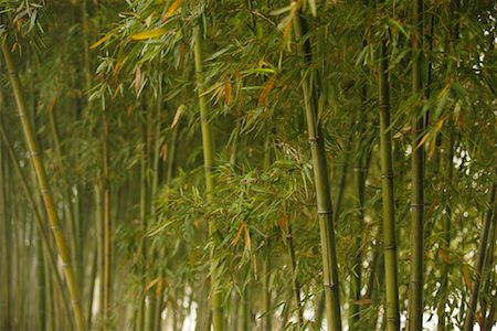 Bamboo Trees, China Foto de stock - Con derechos protegidos, Código: 700-01788204