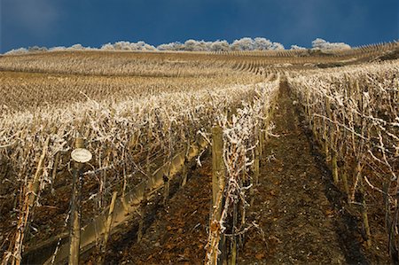 Vineyard, Piesport, Germany Foto de stock - Con derechos protegidos, Código: 700-01788519