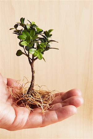 fertilità - Hand Holding Small Tree Fotografie stock - Rights-Managed, Codice: 700-01788530