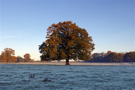 simsearch:700-03768720,k - Oak Tree in Autumn, Frome, Somerset, England Stock Photo - Rights-Managed, Code: 700-01788639