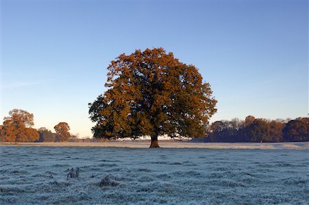 Chêne en automne, Frome, Somerset, Angleterre Photographie de stock - Rights-Managed, Code: 700-01788639