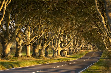 Tree-lined Road, Dorset, England Stock Photo - Rights-Managed, Code: 700-01788632