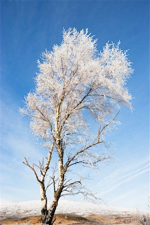 single tree snow nobody - Birch Tree in Winter Stock Photo - Rights-Managed, Code: 700-01827277