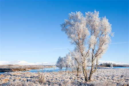 scottish moor - Trees and Moorland in Winter, Rannock Moor, Scotland Stock Photo - Rights-Managed, Code: 700-01827271