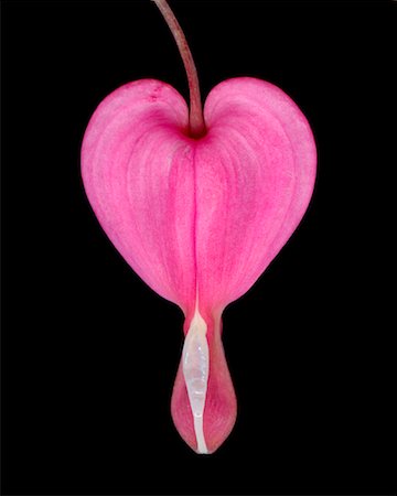 Close-Up of Bleeding Heart Stock Photo - Rights-Managed, Code: 700-01828736