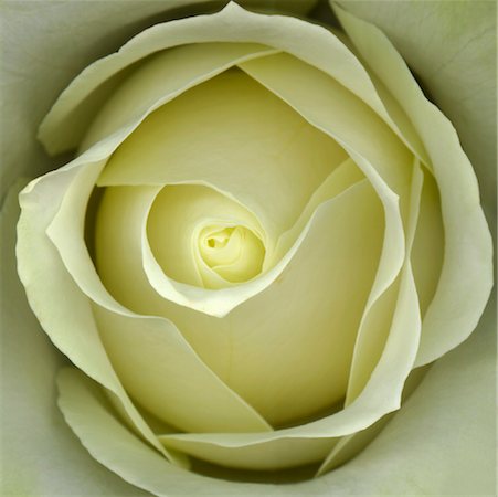 Gros plan de Rose Photographie de stock - Rights-Managed, Code: 700-01837557