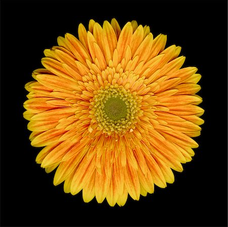 simsearch:600-01099725,k - Nature morte de Gerbera Photographie de stock - Rights-Managed, Code: 700-01837564