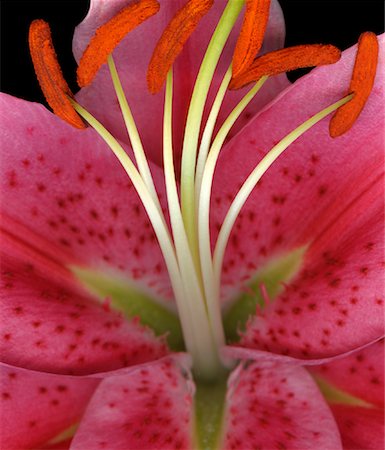 simsearch:700-01837562,k - Close-up of Lily Foto de stock - Con derechos protegidos, Código: 700-01837560