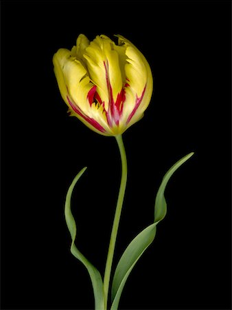 plante sauvage - Nature morte de tulipe Photographie de stock - Rights-Managed, Code: 700-01837570