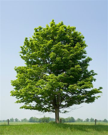 Large Maple Tree Stock Photo - Rights-Managed, Code: 700-01837583