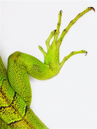 Close-up of Iguana's Foot Stock Photo - Rights-Managed, Code: 700-01837694