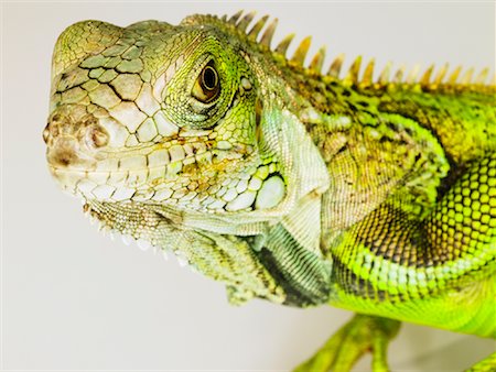 Portrait of Iguana Fotografie stock - Rights-Managed, Codice: 700-01837693