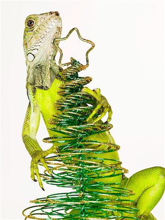 scale (animal covering) - Iguana Climbing Christmas Tree Stock Photo - Rights-Managed, Code: 700-01837704