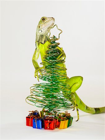 funny present christmas - Iguana Climbing Christmas Tree Stock Photo - Rights-Managed, Code: 700-01837705