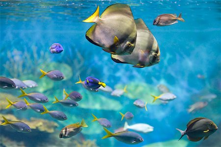 simsearch:700-01837806,k - Poissons tropicaux Photographie de stock - Rights-Managed, Code: 700-01837806