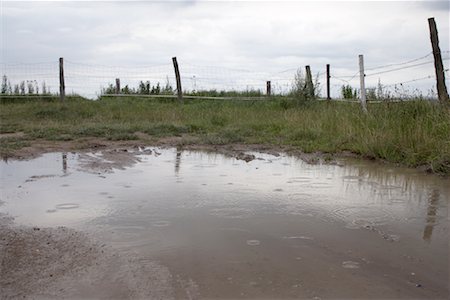 Rain on Puddle on Farm, Dahme, Schleswig-Holstein, Germany Stock Photo - Rights-Managed, Code: 700-01837832