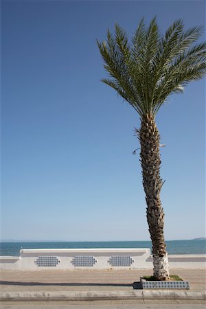 Palm Tree on Beach, Tunis, Tunisia Stock Photo - Rights-Managed, Code: 700-01879366