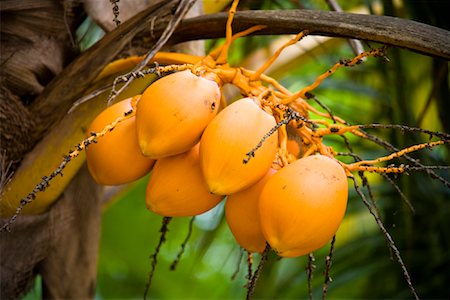 Coconuts, Niue Island, South Pacific Stock Photo - Rights-Managed, Code: 700-01880023