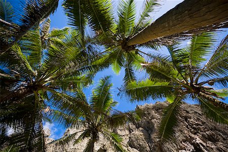 Palm Trees at Togo Chasm, Niue Island, South Pacific Stock Photo - Rights-Managed, Code: 700-01880038