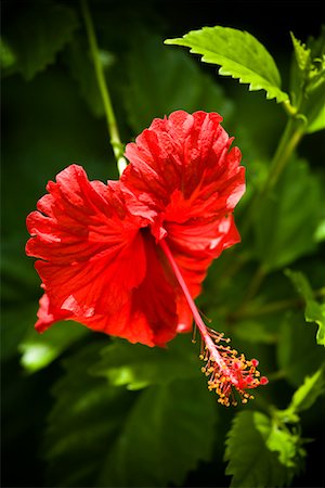 red centre - Hibiscus Fleur, Niue Island, South Pacific Photographie de stock - Rights-Managed, Code: 700-01880072