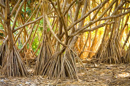 Mangrove Trees, Wilson Island, Queensland, Australia Foto de stock - Con derechos protegidos, Código: 700-01880088