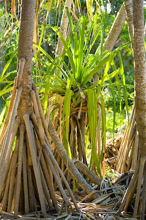 Mangrove Trees, Wilson Island, Queensland, Australia Foto de stock - Direito Controlado, Número: 700-01880089