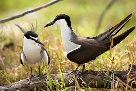 Australie puffins, Wilson Island, Queensland, Australie Photographie de stock - Rights-Managed, Code: 700-01880099