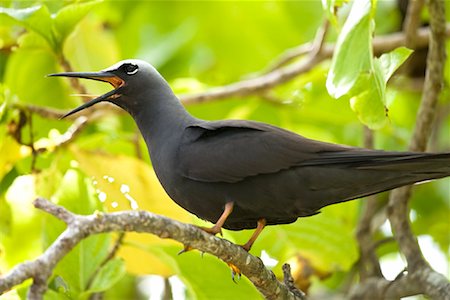 Black Noddy Tern Calling, Wilson Island, Queensland, Australia Stock Photo - Rights-Managed, Code: 700-01880100