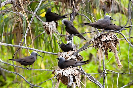 Noir Noddy sternes nicheuses, Wilson Island, Queensland, Australie Photographie de stock - Rights-Managed, Code: 700-01880101