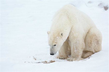einzelgänger (männlich und weiblich) - Eisbär sitzend im Schnee Stockbilder - Lizenzpflichtiges, Bildnummer: 700-01880185