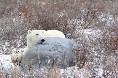 simsearch:600-00032886,k - Polar Bear Behind Rock Stock Photo - Rights-Managed, Code: 700-01880194