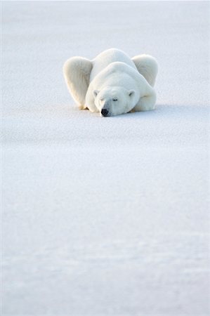 Polar Bear Sleeping on Snow Stock Photo - Rights-Managed, Code: 700-01880197