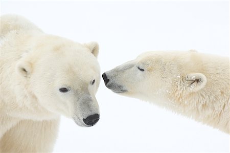 polar bears not people not illustration - Polar Bears Smelling Each Other Stock Photo - Rights-Managed, Code: 700-01880198