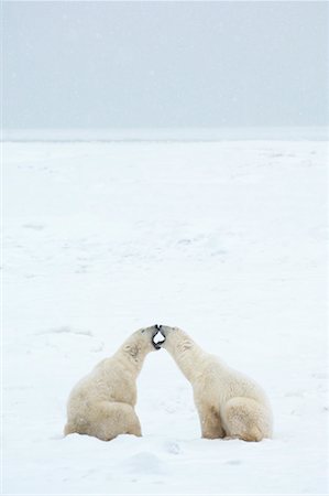 rowdy - Polar Bears Fighting Stock Photo - Rights-Managed, Code: 700-01880192