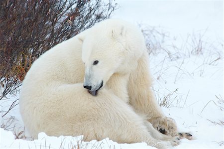 simsearch:600-00032886,k - Polar Bear Cleaning Self Stock Photo - Rights-Managed, Code: 700-01880204
