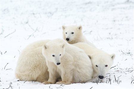 Polar Bear Mother with Cubs Foto de stock - Con derechos protegidos, Código: 700-01880200