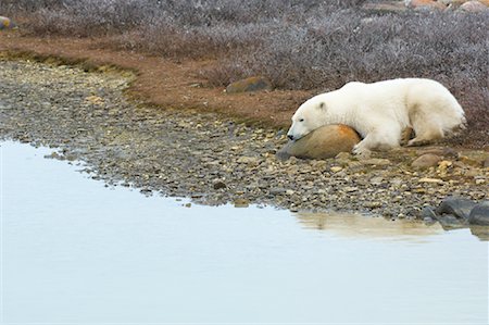 simsearch:700-01880205,k - Polar Bear Rock von Wasser Kopf Handauflegen Stockbilder - Lizenzpflichtiges, Bildnummer: 700-01880201
