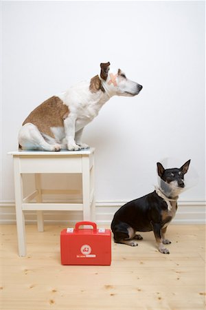 dog heads close up - Injured Dogs Stock Photo - Rights-Managed, Code: 700-01954455