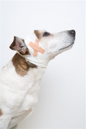 simsearch:700-00912301,k - Chien avec la tête bandée Photographie de stock - Rights-Managed, Code: 700-01954452