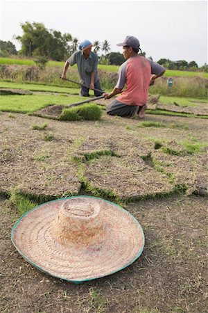 Men Working on Turf Farm, Thailand Stock Photo - Rights-Managed, Code: 700-01954858