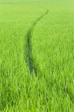 farmland backgrounds - Line Through Rice Field Stock Photo - Rights-Managed, Code: 700-01954860