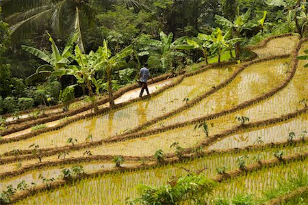 farmer walking fields - Terrace Farms, Dieng Plateau. Central Java, Java, Indonesia Stock Photo - Rights-Managed, Code: 700-01954915