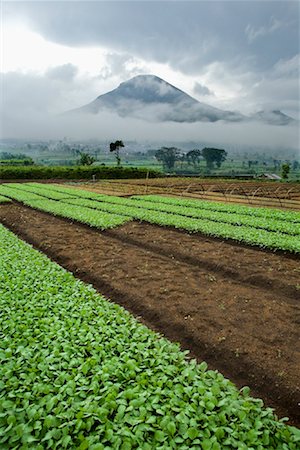 Terres agricoles près de Mount Kedu, Plateau de Dieng, Central Java, Java, Indonésie Photographie de stock - Rights-Managed, Code: 700-01954928