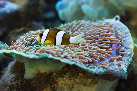 pez tropical - Tropical Fish in Aquarium, Jakarta, Java, Indonesia Foto de stock - Con derechos protegidos, Código: 700-01954938