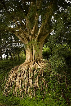 Arbre dans la forêt tropicale, La Fortuna, Province de Alajuela, Costa Rica Photographie de stock - Rights-Managed, Code: 700-01955534